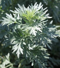 Pelyněk Černobýl - Artemisia vulgaris - osivo pelyňku - 250 ks