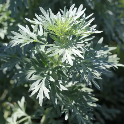 Pelyněk Černobýl - Artemisia vulgaris - osivo pelyňku - 250 ks