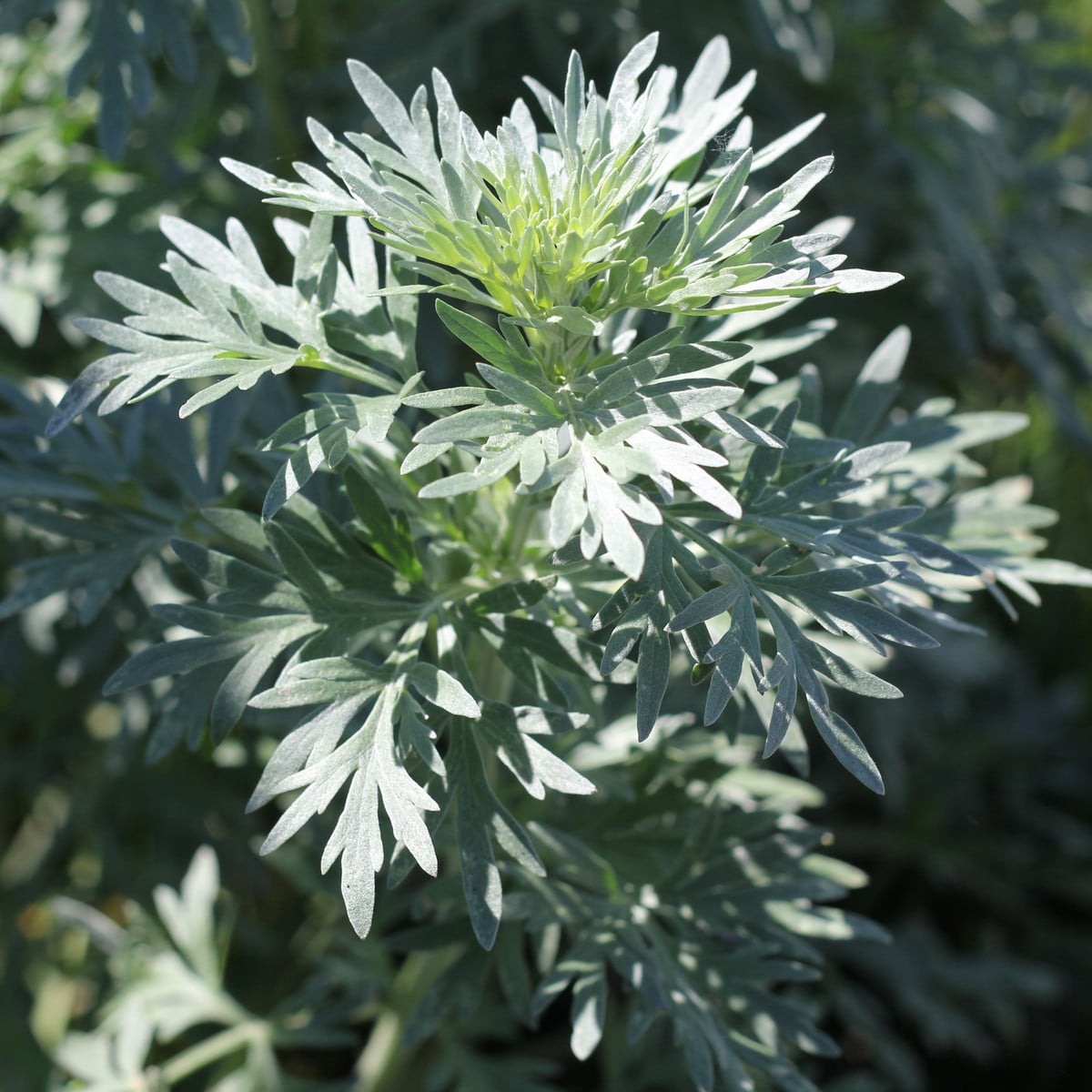 Pelyněk Černobýl - Artemisia vulgaris - osivo pelyňku - 250 ks