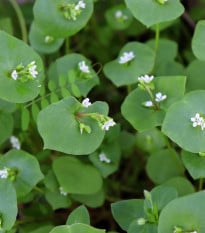 Portulák zimní - Batolka prorostlá - Claytonia perfoliata - osivo portuláku - 100 ks