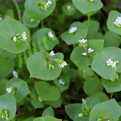 Portulák zimní - Batolka prorostlá - Claytonia perfoliata - osivo portuláku - 100 ks