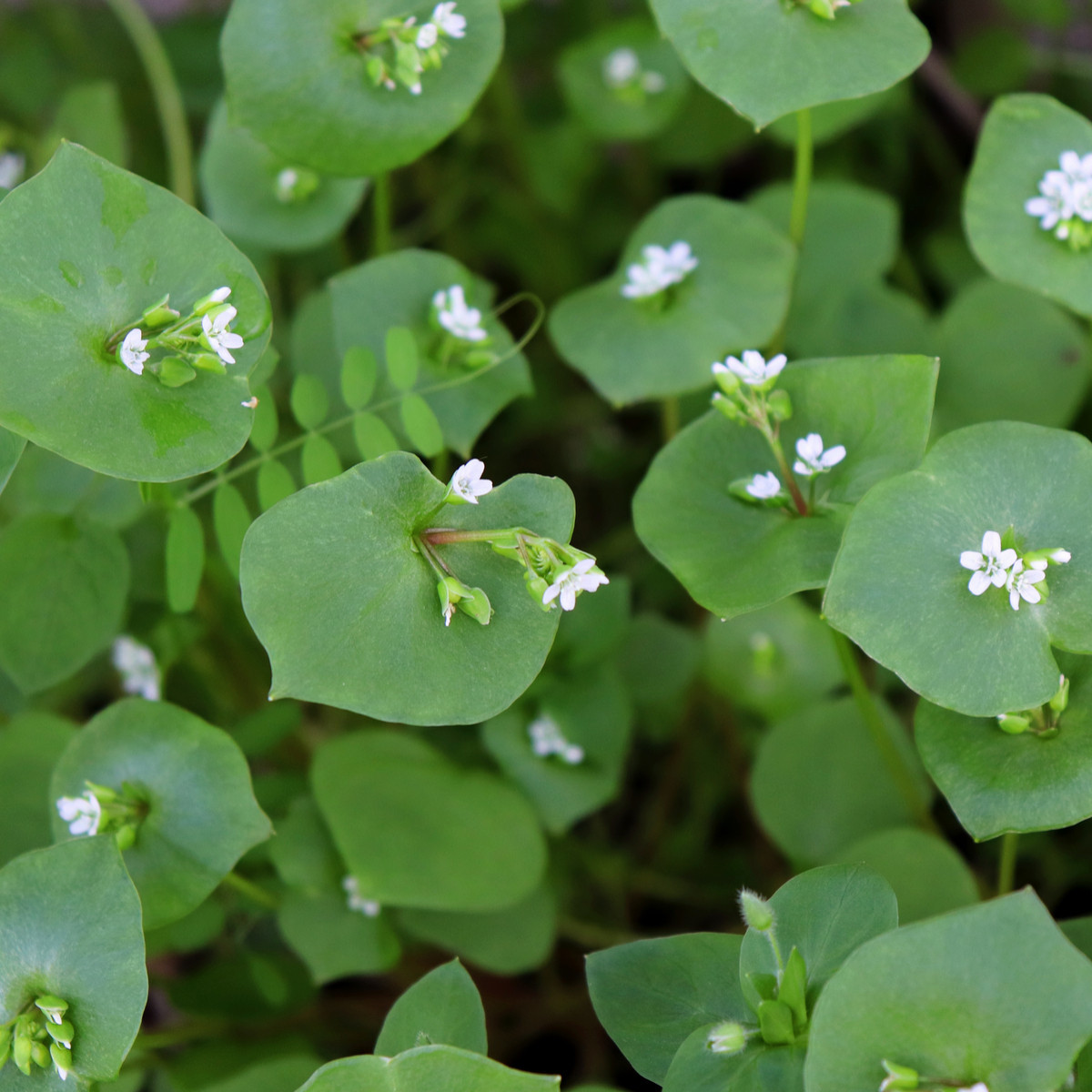 Portulák zimní - Batolka prorostlá - Claytonia perfoliata - osivo portuláku - 100 ks