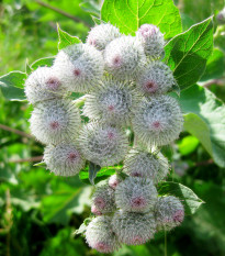 Lopuch větší - Léčivý bodlák - Arctium lappa - osivo lopuchu - 10 ks