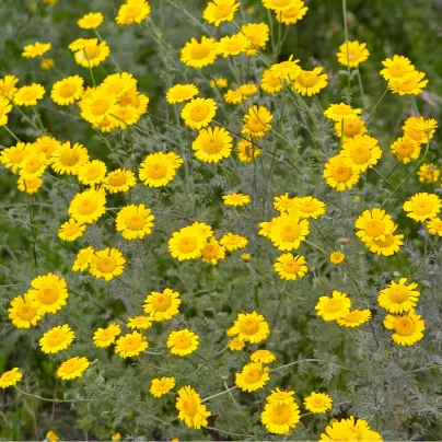 Rmen barvířský - Anthemis tinctoria - osivo rmenu - 500 ks