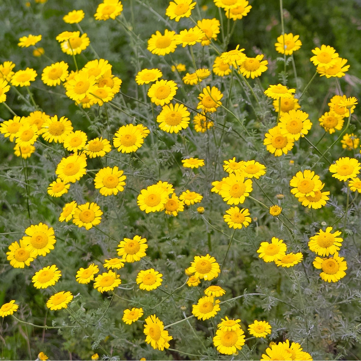 Rmen barvířský - Anthemis tinctoria - osivo rmenu - 500 ks