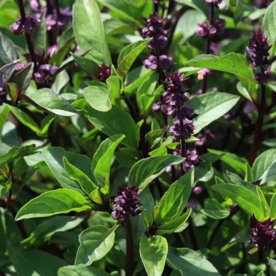 Bazalka pravá Spice - Ocimum basilicum - osivo bazalky - 30 ks