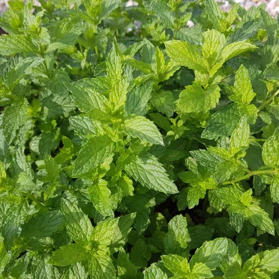 Máta klasnatá - Mentha viridis - osivo máty - 25 ks