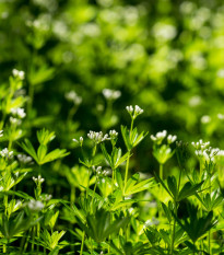 Mařinka vonná - Asperula odorata - osivo mařinky - 6 ks
