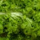 Hořčice Wasabina - Brassica Juncea - prodej semen asijské zeleniny - 120 ks