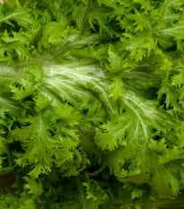 Hořčice Wasabina - Brassica Juncea - prodej semen asijské zeleniny - 120 ks