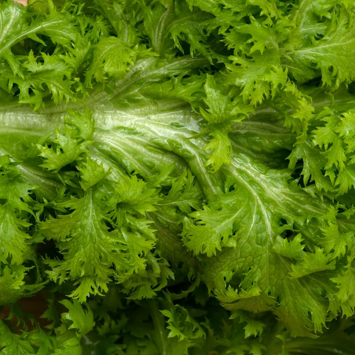 Hořčice Wasabina - Brassica Juncea - prodej semen asijské zeleniny - 120 ks