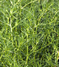 Slanobýl - Salsola soda - osivo slanobýlu - 40 ks