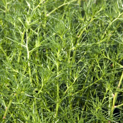 Slanobýl - Salsola soda - osivo slanobýlu - 40 ks