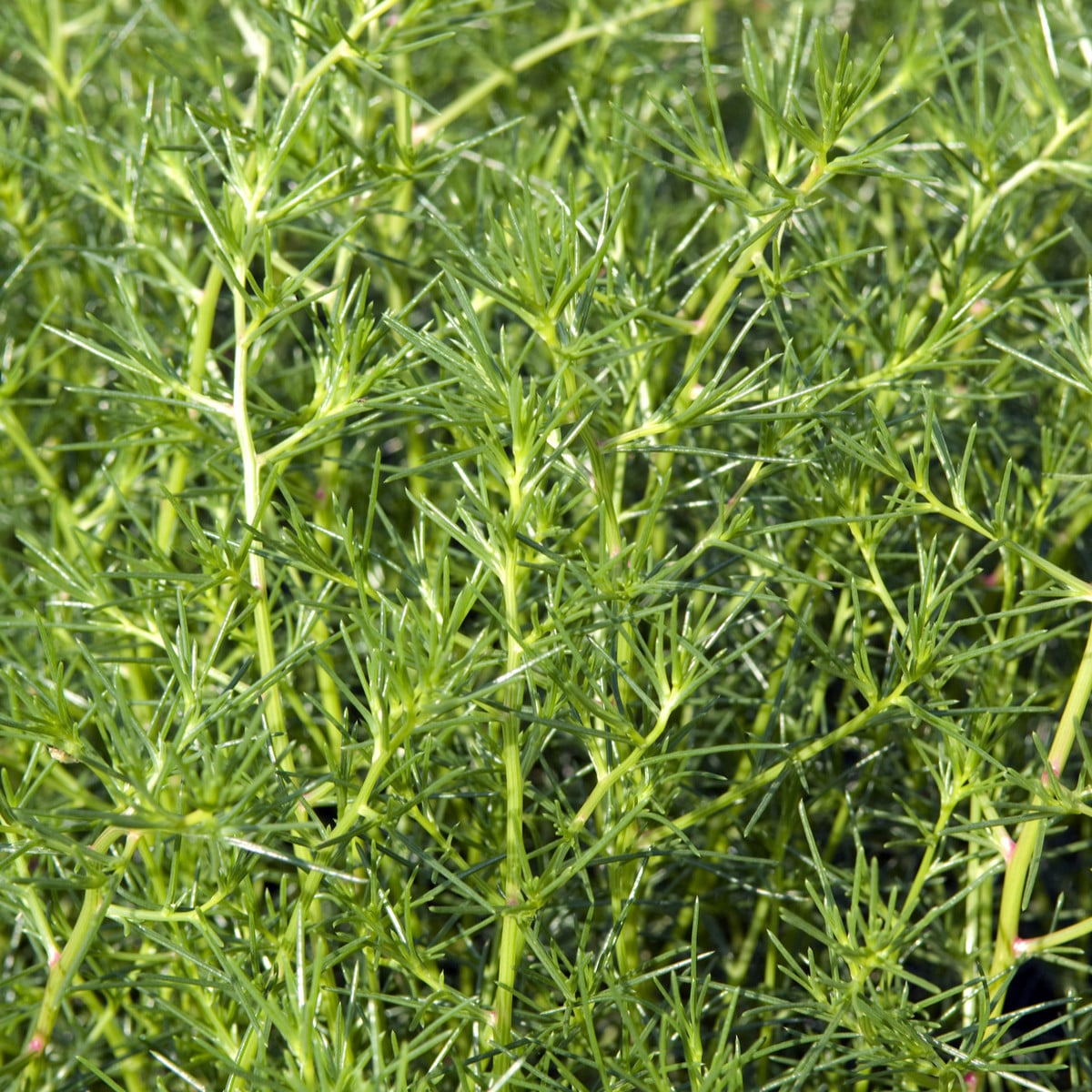 Slanobýl - Salsola soda - osivo slanobýlu - 40 ks