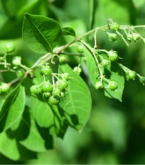 Henna - Lawsonia inermis - osivo henny - 4 ks