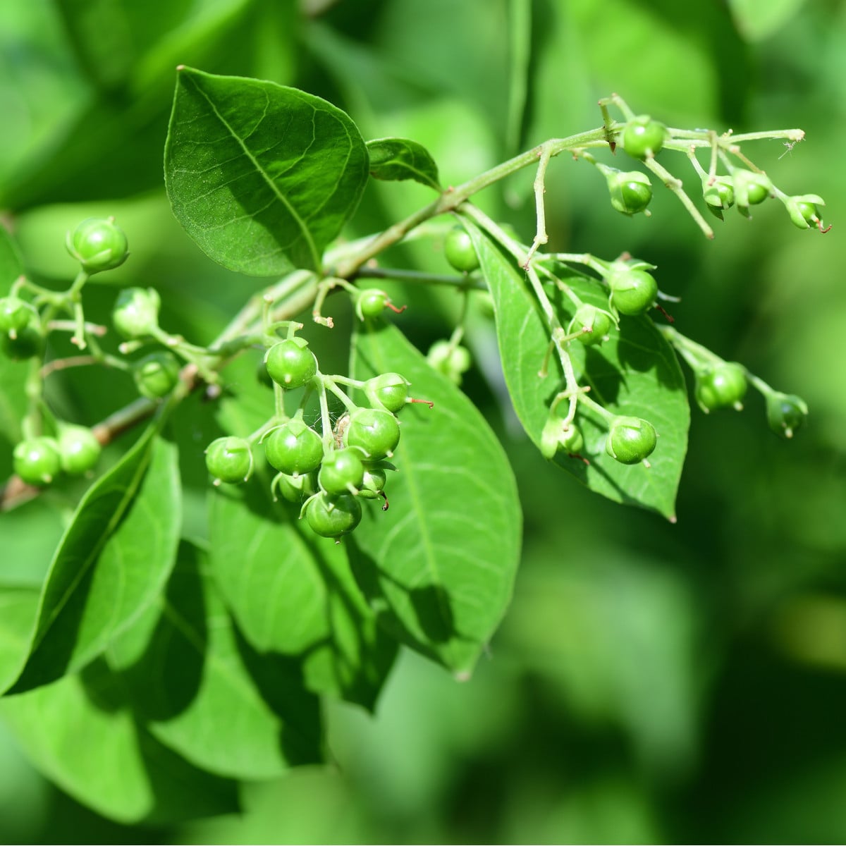 Henna - Lawsonia inermis - osivo henny - 4 ks