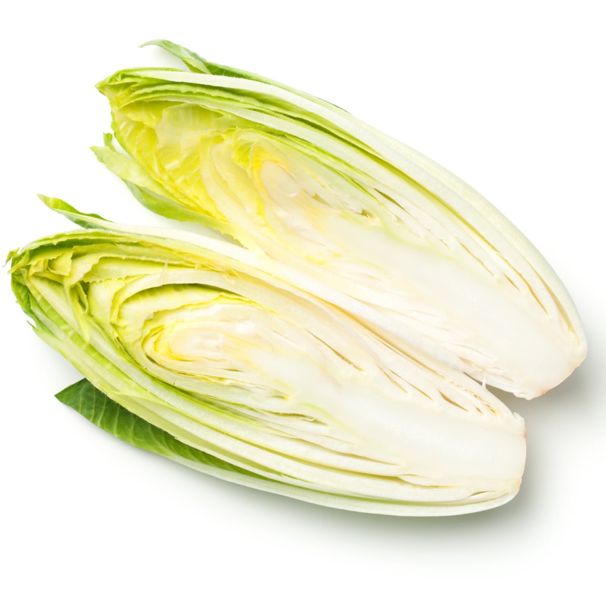 Čekanka belgická Di Bruxelles - Cichorium intybus - osivo čekanky - 250 ks