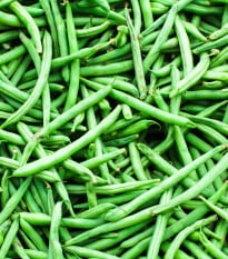 Fazole keříčková Filetty - Phaseolus vulgaris var. nanus - osivo fazole - 20 ks