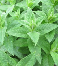 Máta vodní - Mentha aquatica - osivo máty - 30 ks