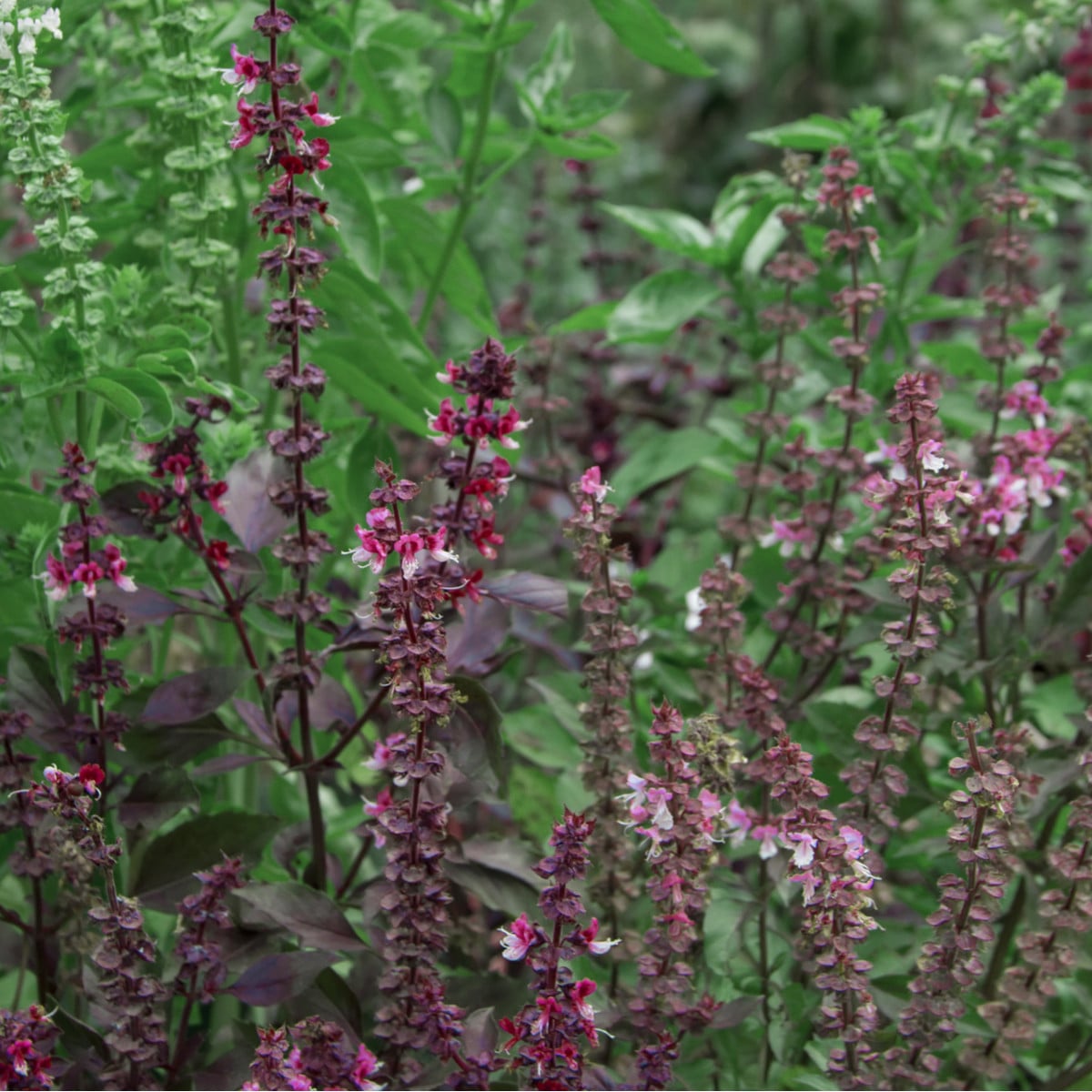 Bazalka posvátná Holy red - Ocimum tenuiflorum - osivo bazalky - 30 ks