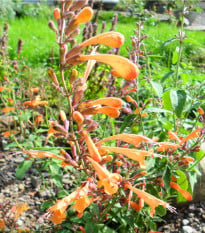 Agastache Apricot Sprite Mix - Agastache aurantiaca - semena agastache - 20 ks