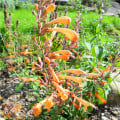 Agastache Apricot Sprite Mix - Agastache aurantiaca - semena agastache - 20 ks