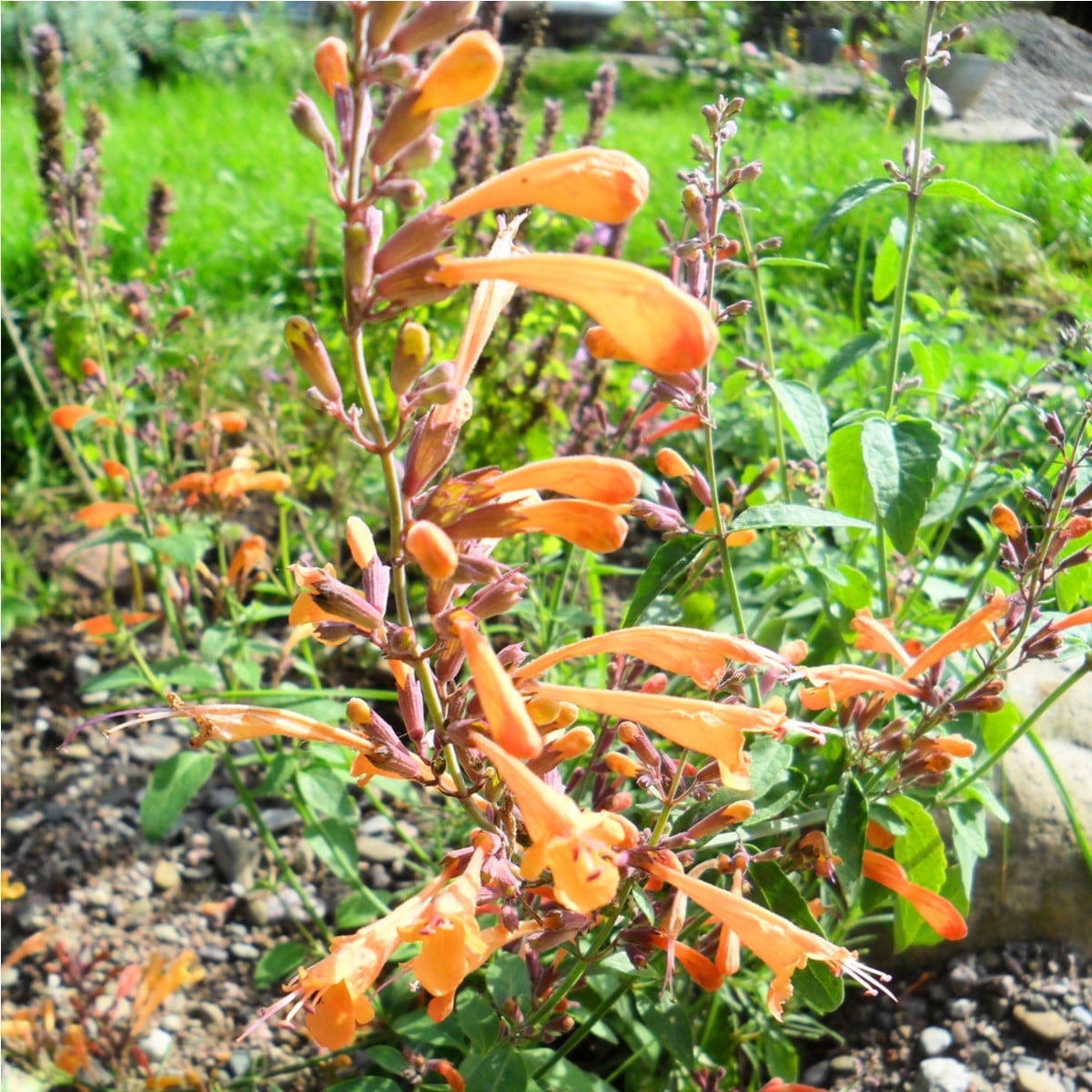 Agastache Apricot Sprite Mix - Agastache aurantiaca - semena agastache - 20 ks