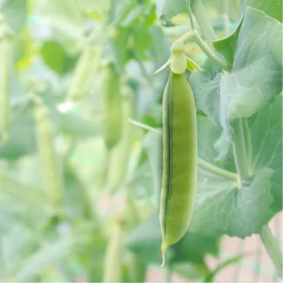 Hrách cukrový Heraut - Pisum sativum - osivo hrachu - 45 ks