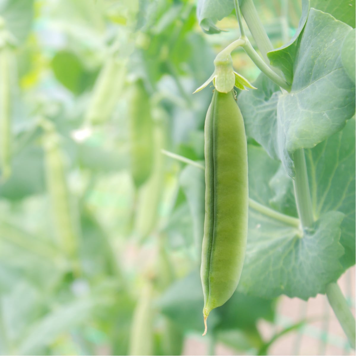 Hrách cukrový Heraut - Pisum sativum - osivo hrachu - 45 ks