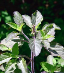 Bazalka indická Tulsi - Ocimum tenuiflorum - osivo bazalky - 50 ks