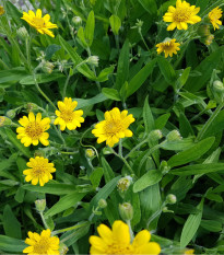 Prha léčivá - Arnika léčivá - Arnica chamissonis - osivo arniky - 13 ks