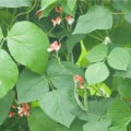 Fazole šarlatová pnoucí Hestia - Phaseolus coccineus - osivo fazole - 10 ks