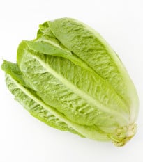 Salát Little Gem - Lactusa sativa - prodej semen salátu - 400 ks