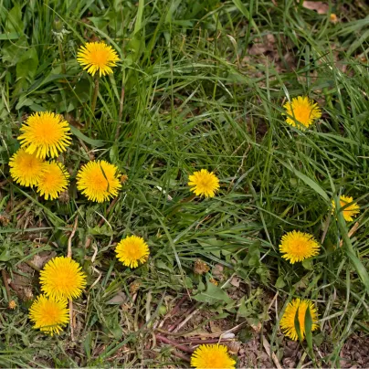 Pampeliška - Smetánka lékařská - Taraxacum offiicinalis - osivo pampelišky - 400 ks
