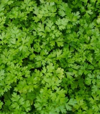 Koriandr setý Cadiz - Coriandrum sativum - osivo koriandru - 100 ks