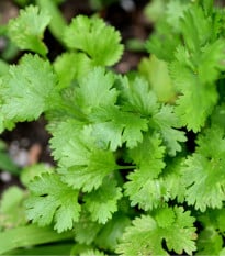 Koriandr - Coriandrum sativum - osivo koriandru - 100 ks