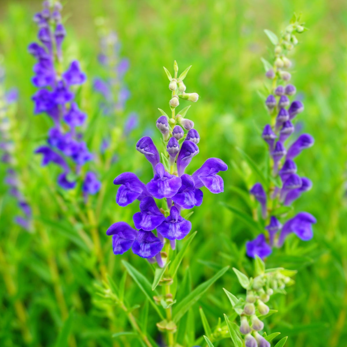 Šišák bajkalský - Scutellaria baicalensis - osivo šišáku - 15 ks