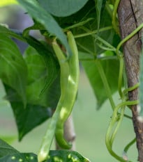 Fazole zahradní tyčková Hilda - Phaseolus vulgaris L. - osivo fazole - 20 ks