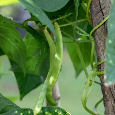 Fazole zahradní tyčková Hilda - Phaseolus vulgaris L. - osivo fazole - 20 ks