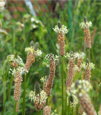 Jitrocel kopinatý - Plantago lanceolata - osivo jitrocele - 0,2 g