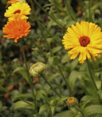 Měsíček lékařský směs barev - Calendula officinalis - osivo měsíčku - 30 ks