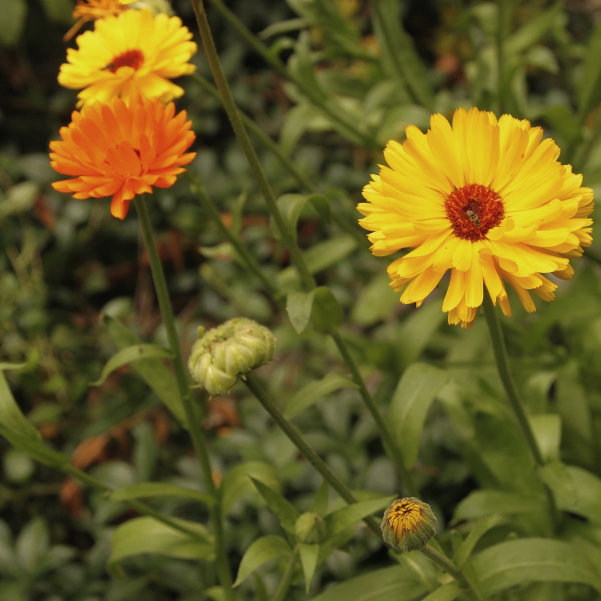 Měsíček lékařský směs barev - Calendula officinalis - osivo měsíčku - 30 ks