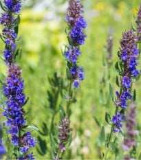 Yzop lékařský modrý - Hyssopus officinalis - osivo yzopu - 200 ks