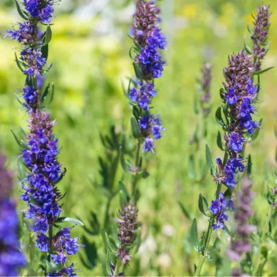 Yzop lékařský modrý - Hyssopus officinalis - osivo yzopu - 200 ks