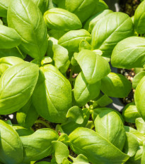 Bazalka pravá balkónová - Ocimum Basilicum - osivo bazalky - 200 ks