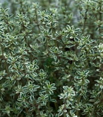 Tymián Anglická zima - Thymus vulgaris - osivo tymiánu - 50 ks