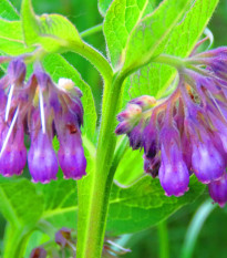 Kostival lékařský - Symphytum officinale - osivo kostivalu - 5 ks