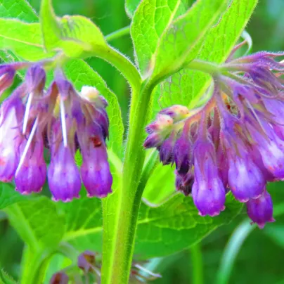 Kostival lékařský - Symphytum officinale - osivo kostivalu - 5 ks