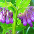 Kostival lékařský - Symphytum officinale - osivo kostivalu - 5 ks