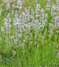 Levandule lékařská bílá Ellegance Snow - Lavandula angustifolia - osivo levandule - 15 ks
